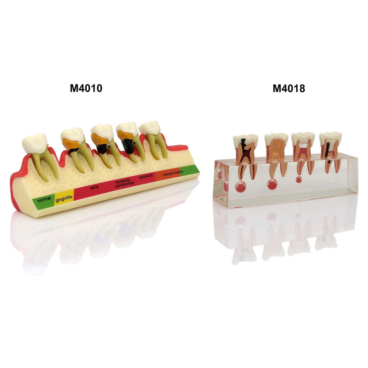 Teeth models / typodonts
