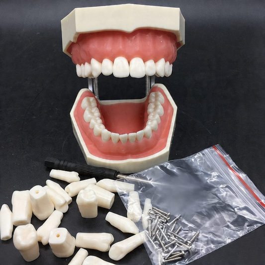Frasaco Model - Removable Teeth Model For Practice - Tooth Preparation / Fillings / Veneers