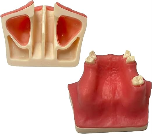 Suturing Training Models - Implants, sinus lift - Oral surgery