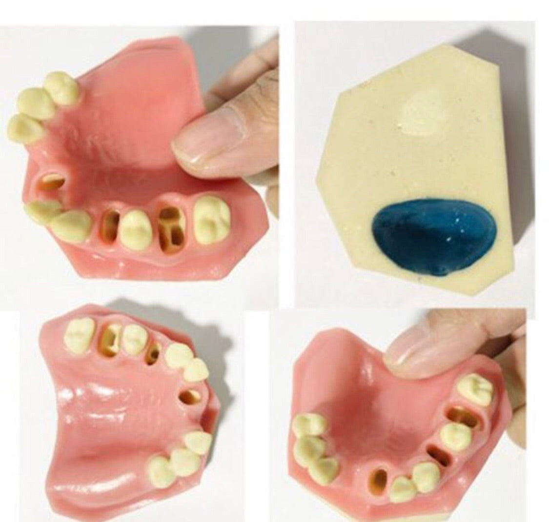 Oral Tissue/Jaw Models For Practise / FREE Global Delivery