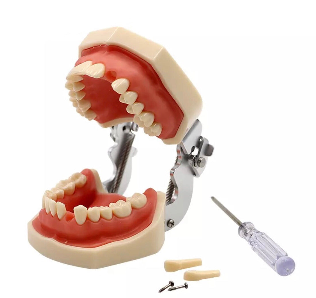 Frasaco Model - Removable Teeth Model For Practice - Tooth Preparation / Fillings / Veneers