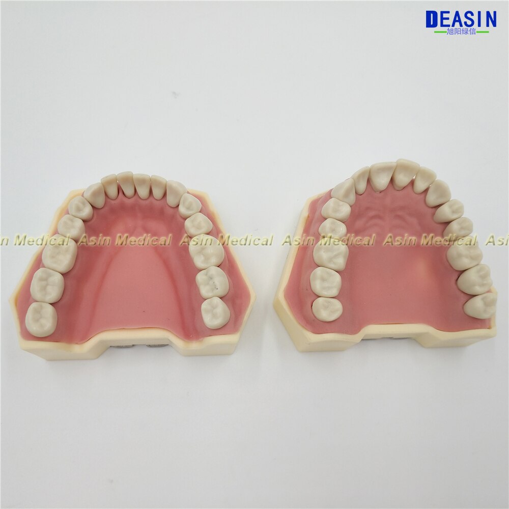 Soft Gum Model With Removable Teeth For Practise
