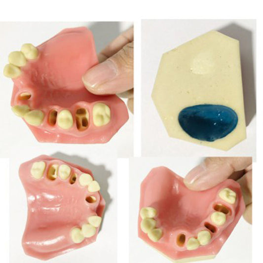 Oral Tissue/Jaw Models For Practise / FREE Global Delivery