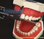 Dental Precision Ruler