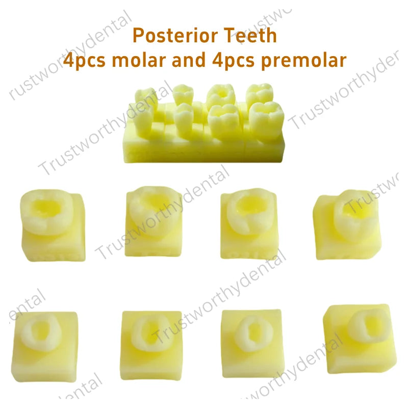 Dental Practice board and models