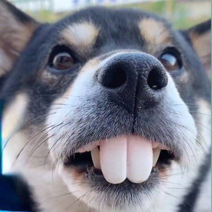 Teeth props for pets and babies