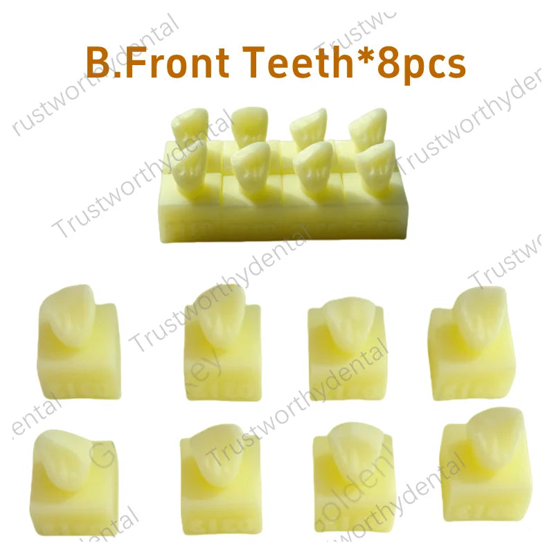 Dental Practice board and models