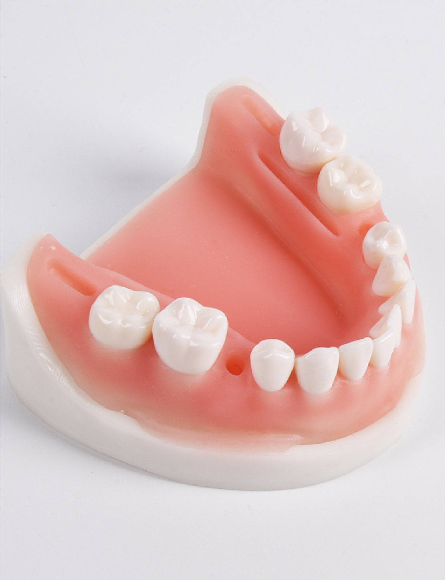 Suturing Model With Removable Teeth