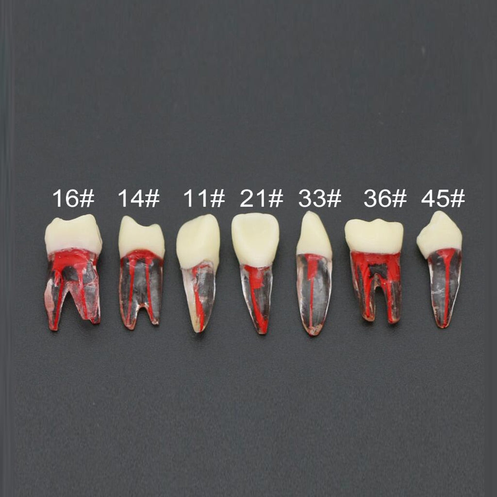 Endo Training Block / Tooth Root Canal Model For RCT Practice