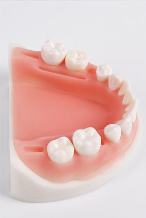 Suturing Model With Removable Teeth