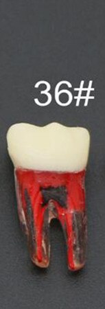 Endo Training Block / Tooth Root Canal Model For RCT Practice