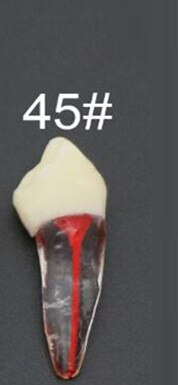 Endo Training Block / Tooth Root Canal Model For RCT Practice