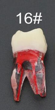 Endo Training Block / Tooth Root Canal Model For RCT Practice