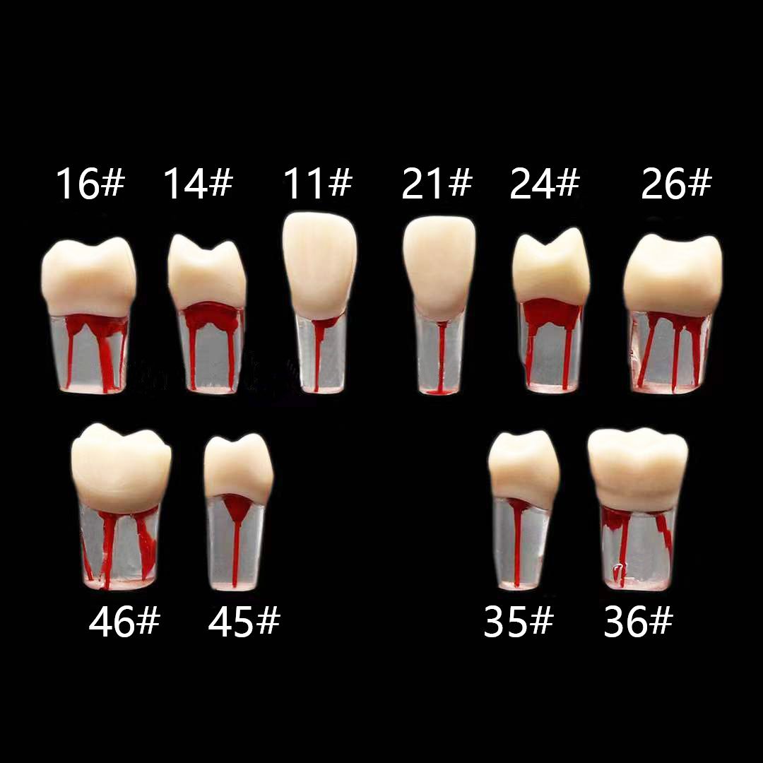 Endo Training Block / Tooth Root Canal Model For RCT Practice