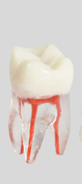 Endo Training Block / Tooth Root Canal Model For RCT Practice