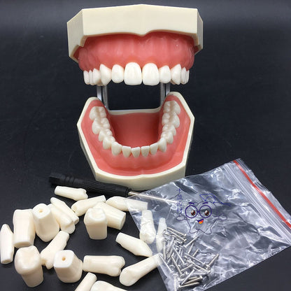 Frasaco - Removable Teeth Model For Practise - Tooth Preparation / Fillings / Veneers - FREE GLOBAL DELIVERY