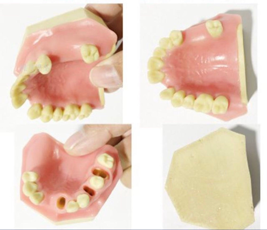 Oral Tissue/Jaw  Models For Practise / FREE Global Delivery