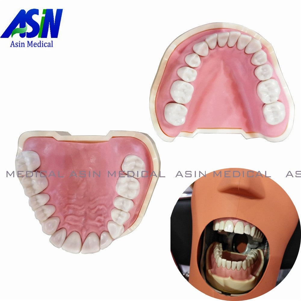 Soft Gum Model With Removable Teeth For Practise