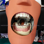 Soft Gum Model With Removable Teeth For Practise