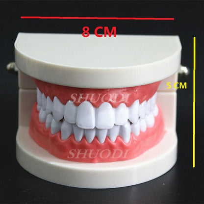 Teeth Models with Braces