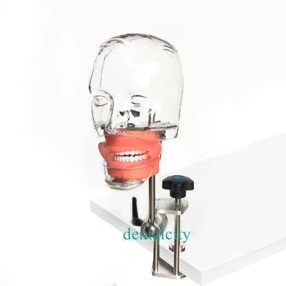 Phantom Head Model With Bench Mount