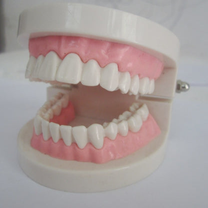 Teeth Model