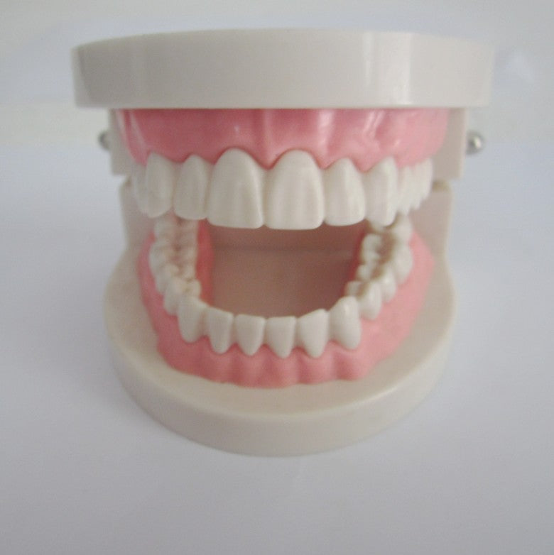 Teeth Model