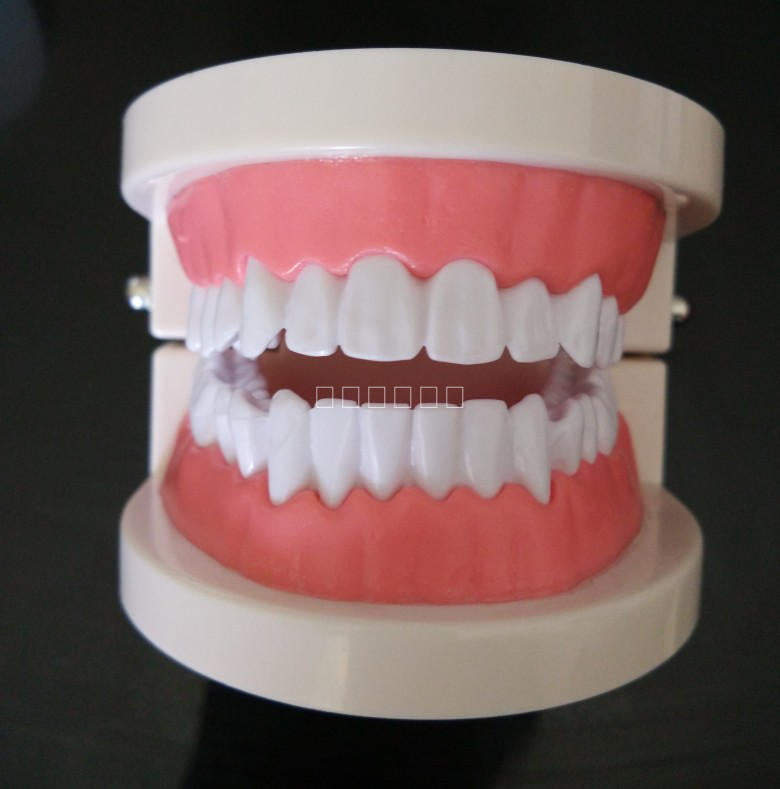 Teeth Model