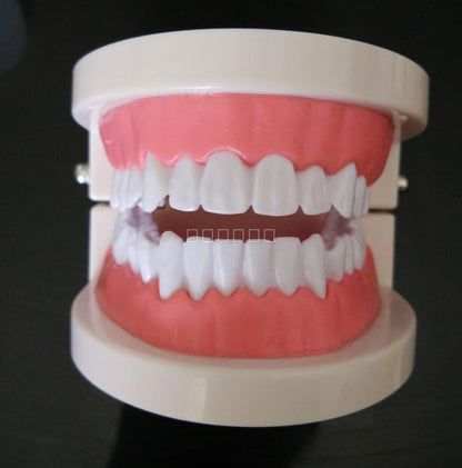 Teeth Model